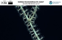 Keratoisidinae D1 clade?