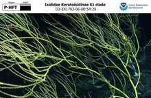 Keratoisidinae S1 clade