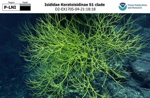 Keratoisidinae S1 clade