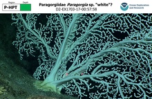 Paragorgia sp. 