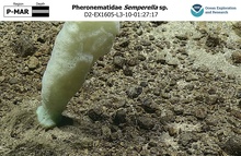 Semperella sp.