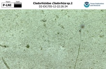 Cladorhiza sp.2