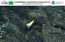 Caryophyllia/Trochocyathus sp.