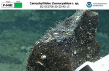 Coenocyathus n. sp.