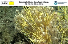 Dendrophyllia sp.