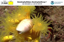 Dendrophyllia sp.?