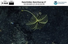 Hyocrinus sp.1?